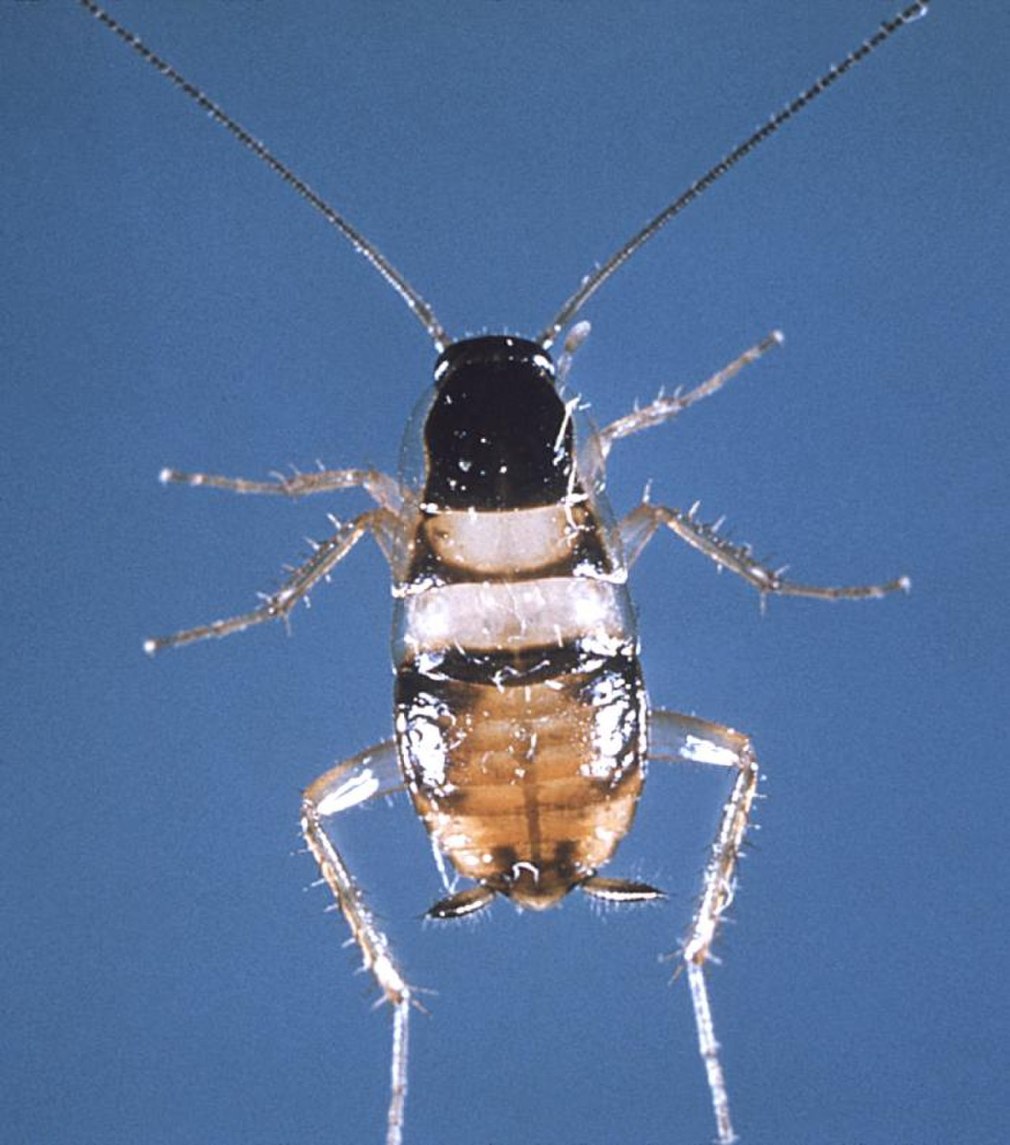 Supella longipalpa (f.) - мебельный таракан