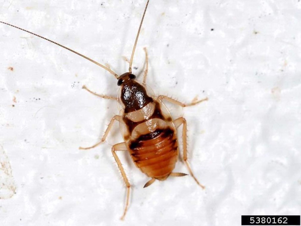 Supella longipalpa (f.) - мебельный таракан