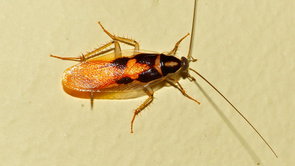 Supella longipalpa (f.) - мебельный таракан