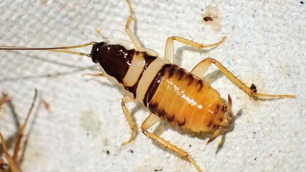 Supella longipalpa (f.) - мебельный таракан