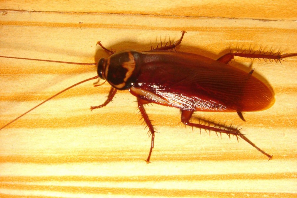 Мебельный таракан (Supella longipalpa).