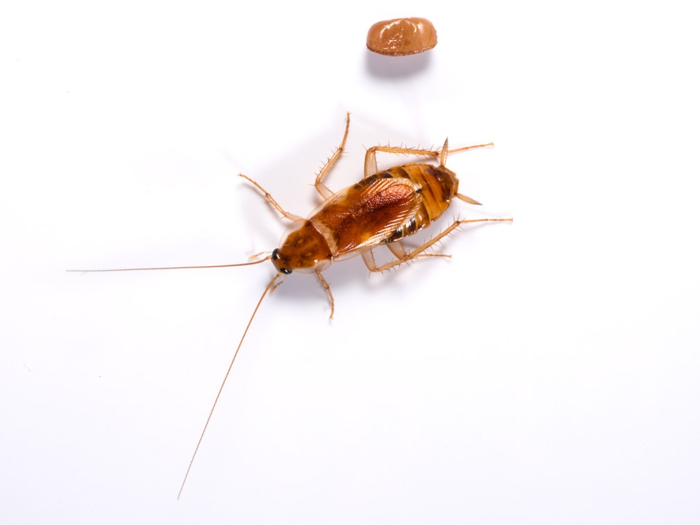 Supella longipalpa