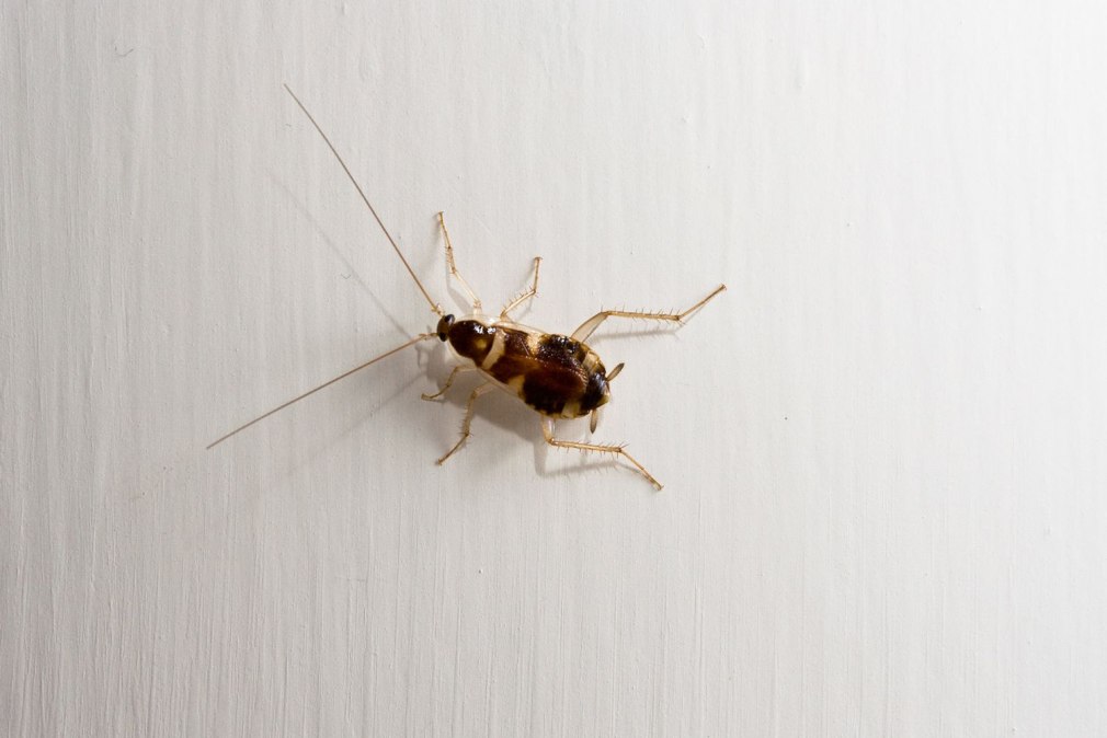 Supella longipalpa (f.) - мебельный таракан
