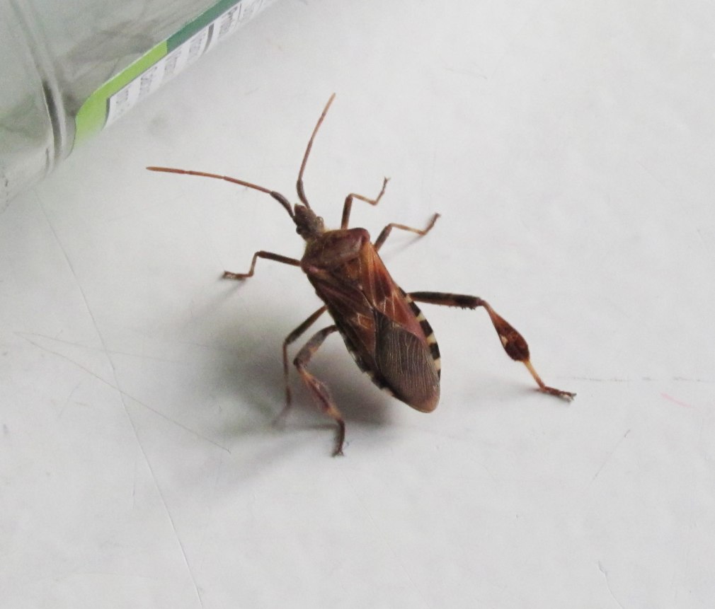 Supella longipalpa (f.) - мебельный таракан