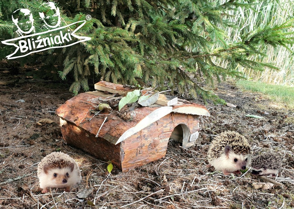 Домик для ежей на даче