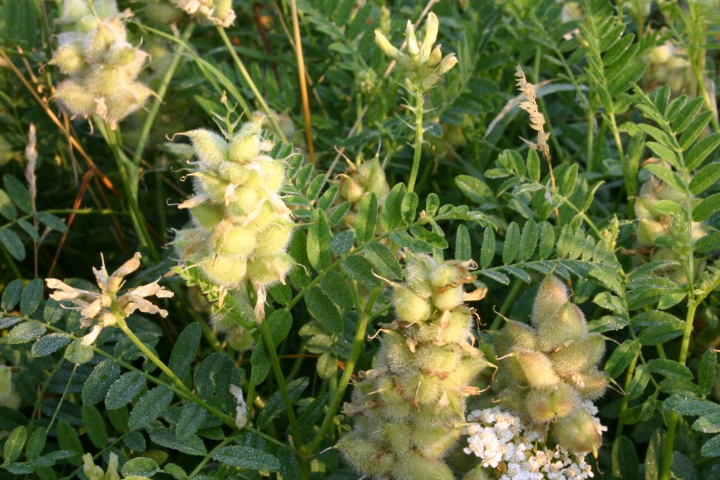 Tamias Alpinus