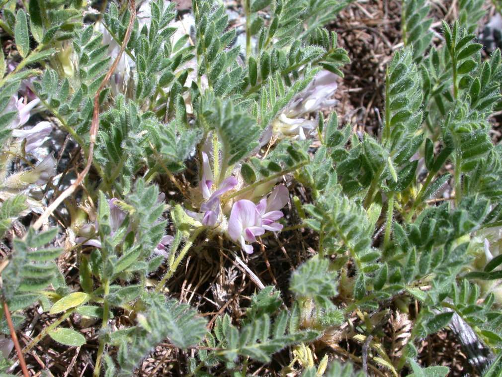 Астрагал нутовый (Astragalus Cicer l.) (Разживина, 2008).