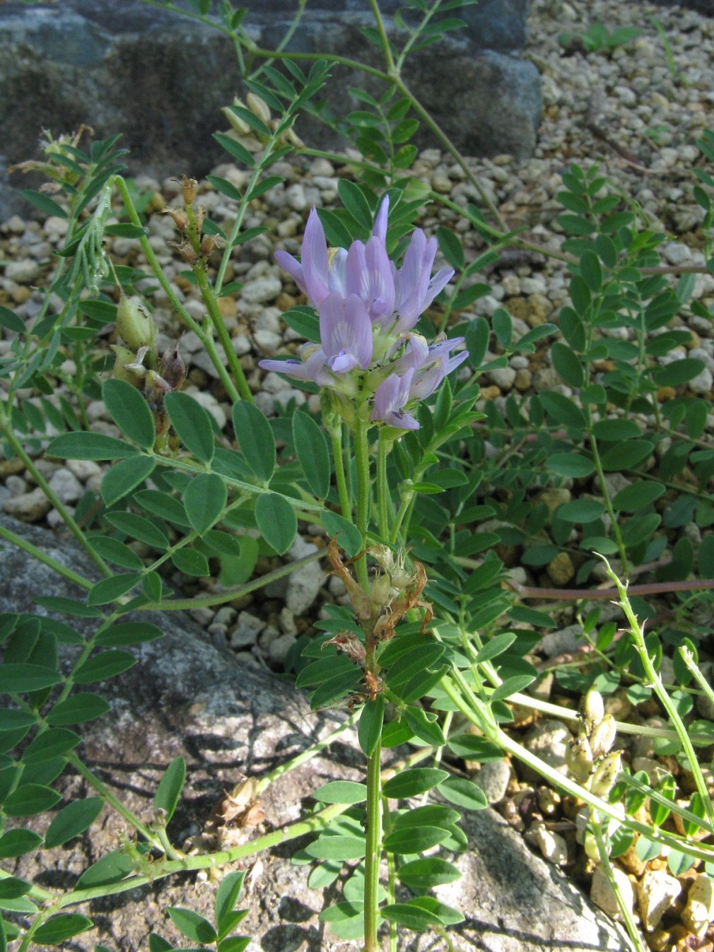 Astragalus testiculatus