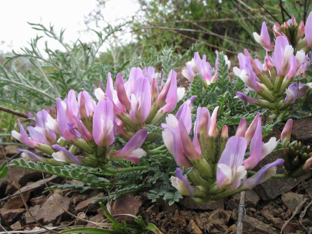 Астрагал Лисий Astragalus vulpinus