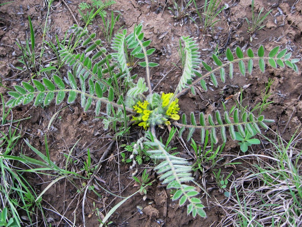 Астрагал Пермский (Astragalus permiensis)